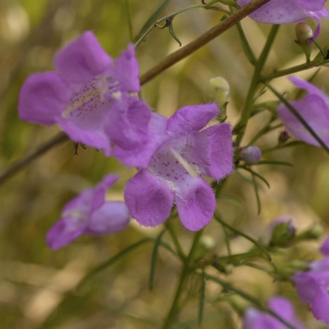 Agalinis purpurea