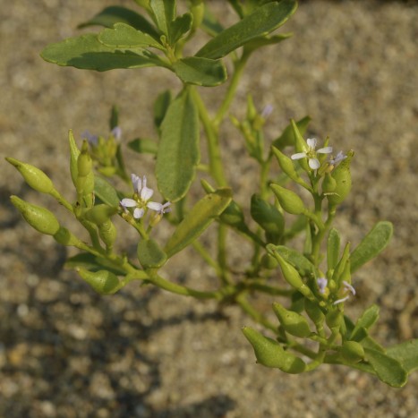 Cakile edentula