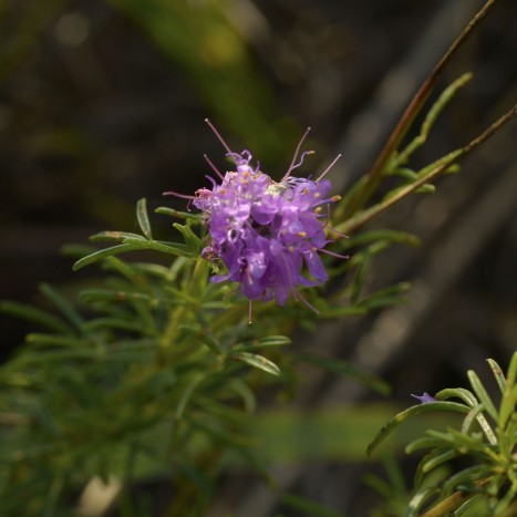 Dalea purpurea