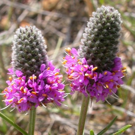 Dalea purpurea