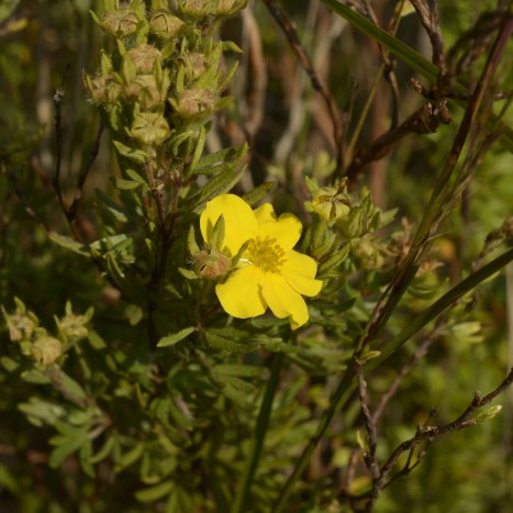 Dasiphora fruticosa