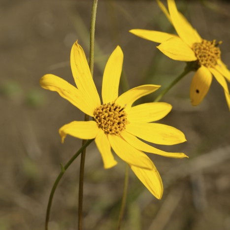 Helianthus occidentalis