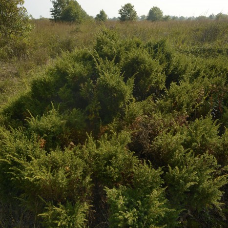 Juniperus communis