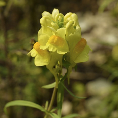 Linaria vulgaris