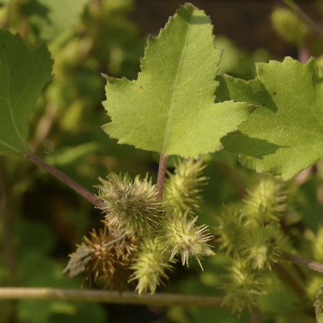 Xanthium strumarium