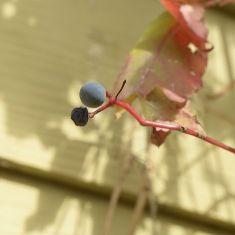 Parthenocissus inserta berries