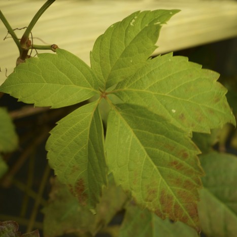 Parthenocissus inserta leaf