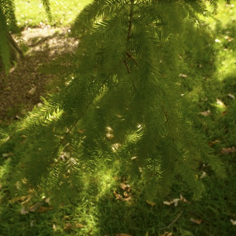 Taxodium distichum leaves