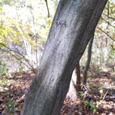 Carpinus caroliniana bark