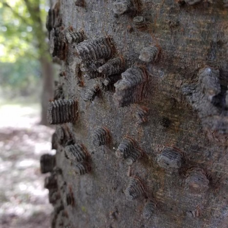 Celtis laevigata bark