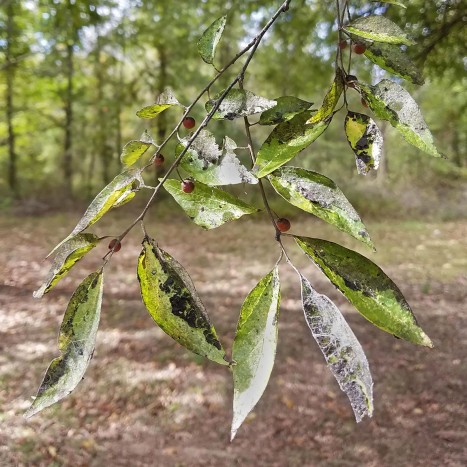 Celtis laevigata