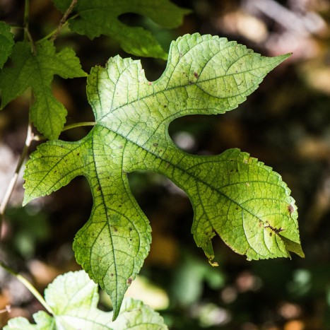 Morus rubra leaf