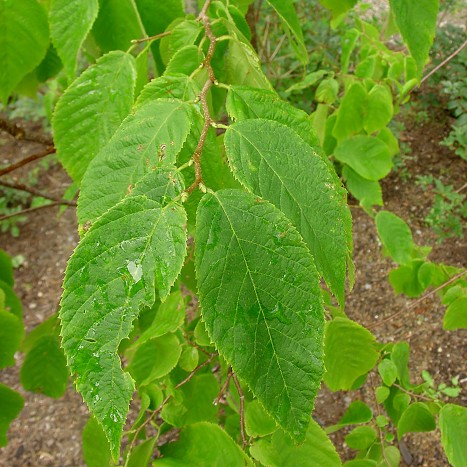 Ostrya virginiana leaves