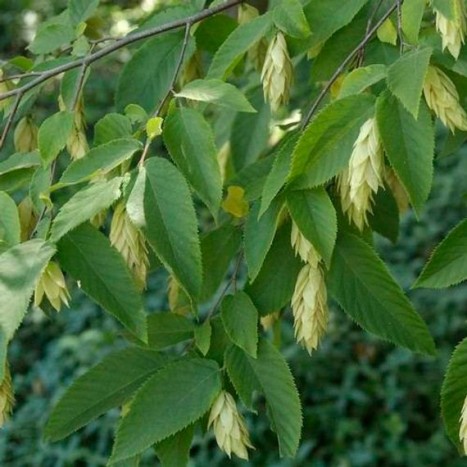 Ostrya virginiana