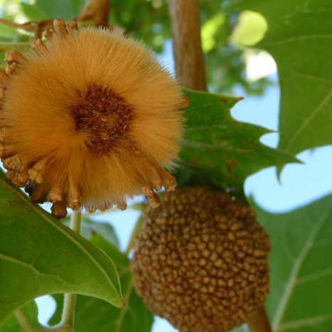 Platanus occidentalis fruit
