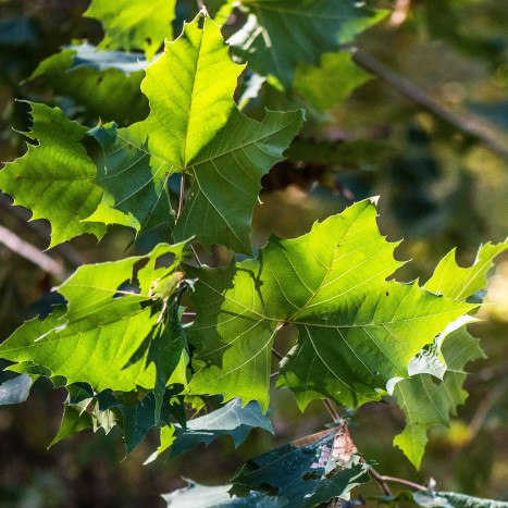 Platanus occidentalis leaves