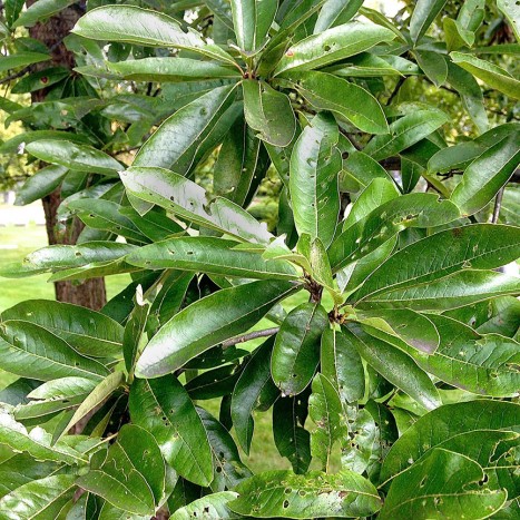 Quercus imbricaria leaves