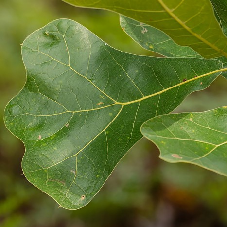 Quercus marilandica leaf