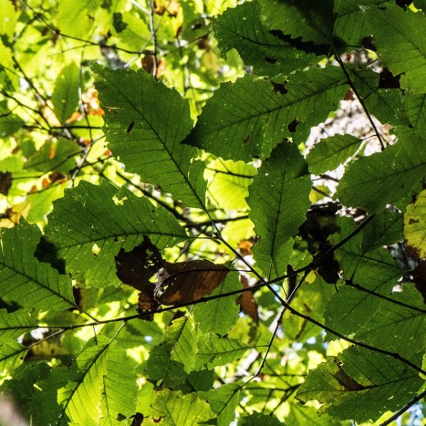 Quercus muehlenbergii leaves