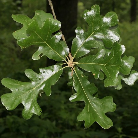 Quercus stellata leaves