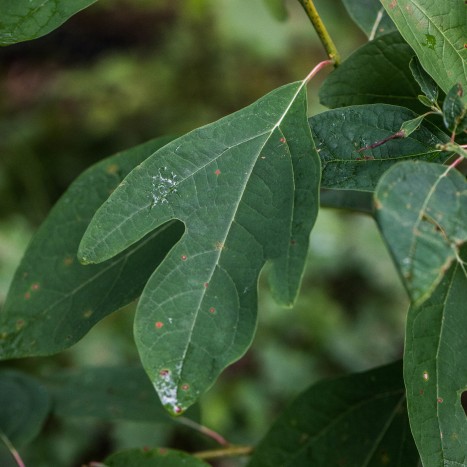 Sassafras albidum leaf