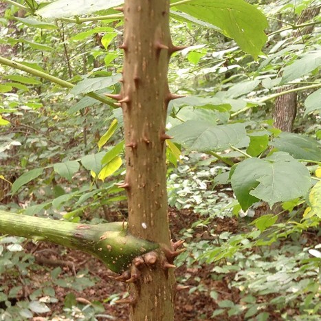 Aralia spinosa bark