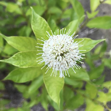 Cephalanthus occidentalis flowers