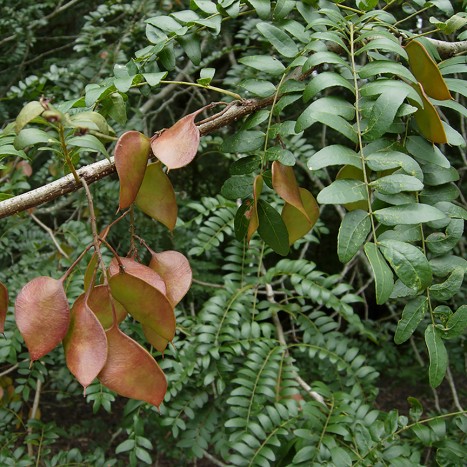 Gleditsia aquatica fuit and leaves