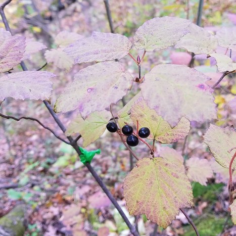 Viburnum acerifolium leaves and berries