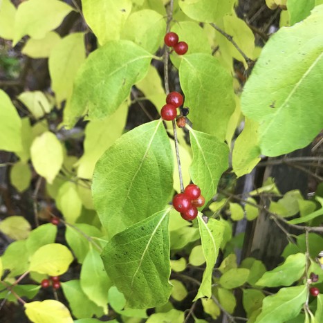 Lonicera maackii leaves and berries