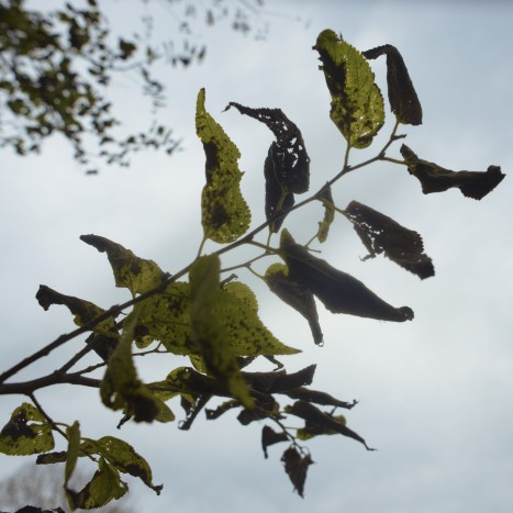 Celtis occidentalis leaves