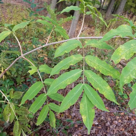 Sambucus nigra