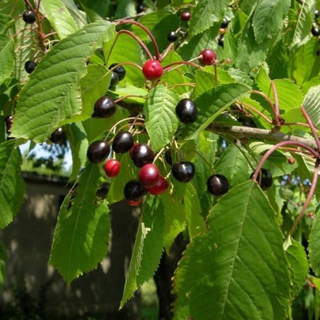 Prunus serotina fruit