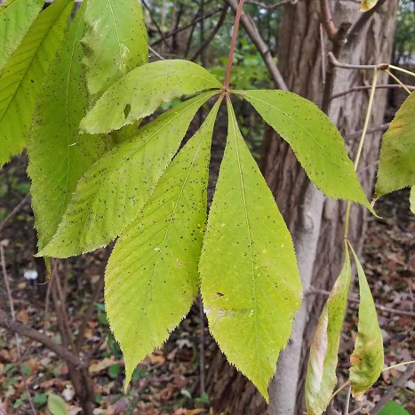 Aesculus glabra leaf