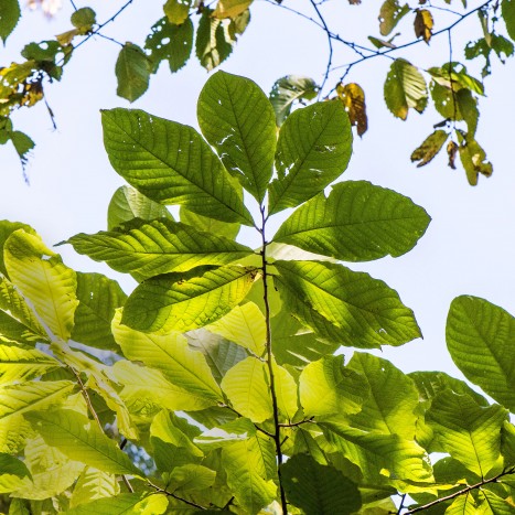 Asimina triloba leaves