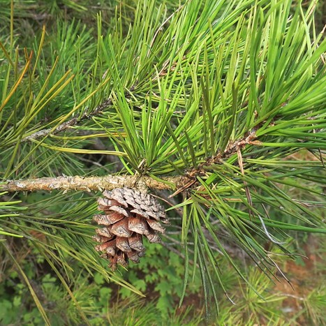 Pinus echinata needles and cone