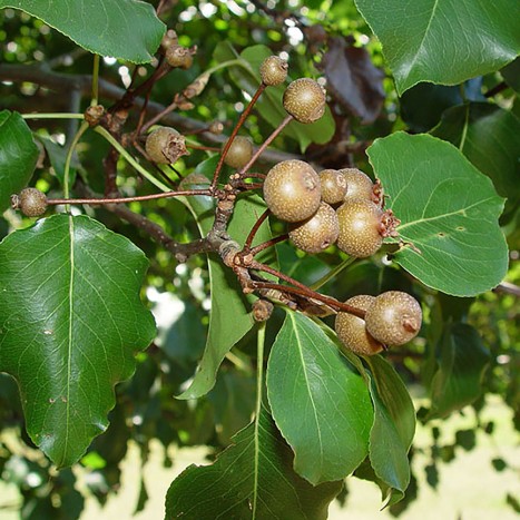 Pyrus calleryana leaves and fruit
