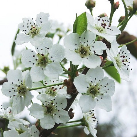 Pyrus calleryana flowers