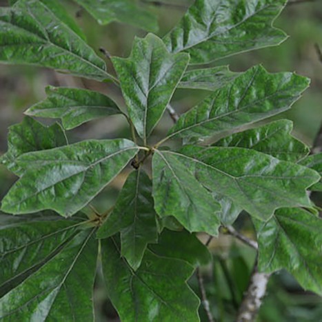 Quercus falcata leaves