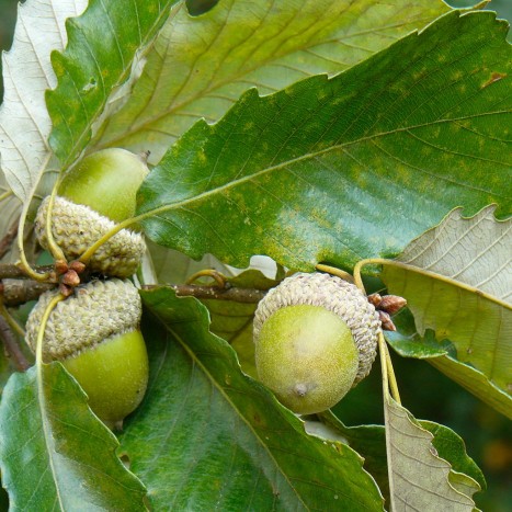 Quercus michauxii acorns