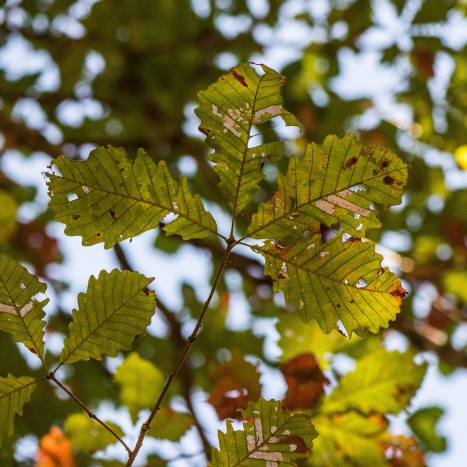 Quercus michauxii leaves