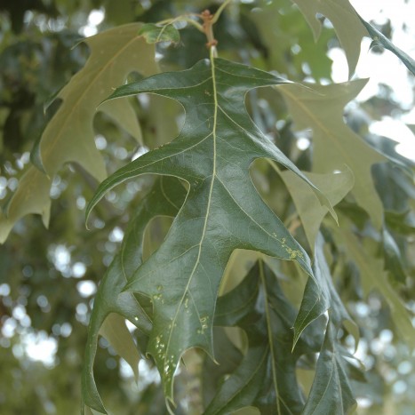 Quercus Pagoda Cherrybark Oak Fagaceae Environmental Studies