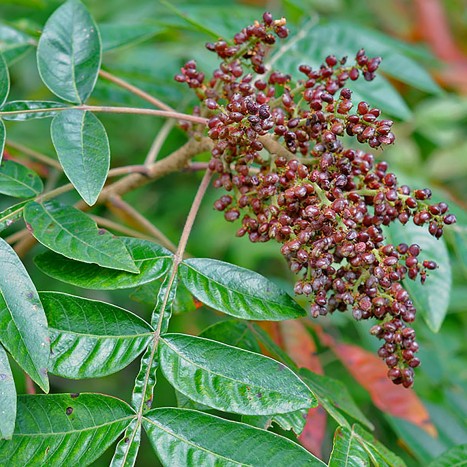 Rhus copallina 