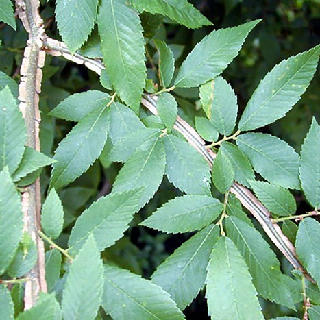 Ulmus alata leaves