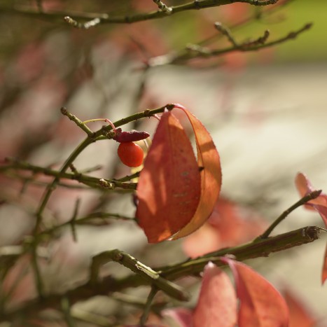 Euonymus alatus fruit and leaves