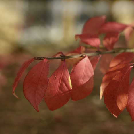 Euonymus alatus buds