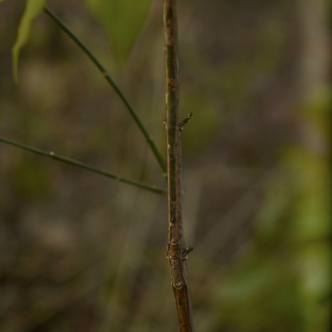 Euonymus atropurpureus sapling bark