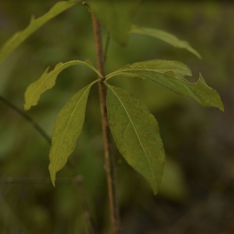 Euonymus atropurpureus leaves