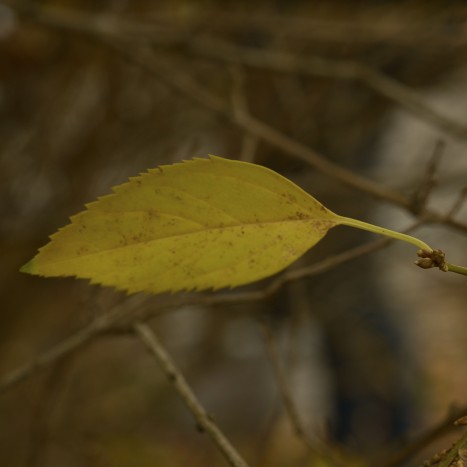 Forsythia x intermedia leaf