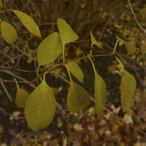 Forsythia x intermedia twig